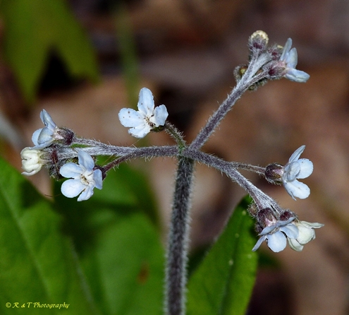 {Cynoglossum virginianum}